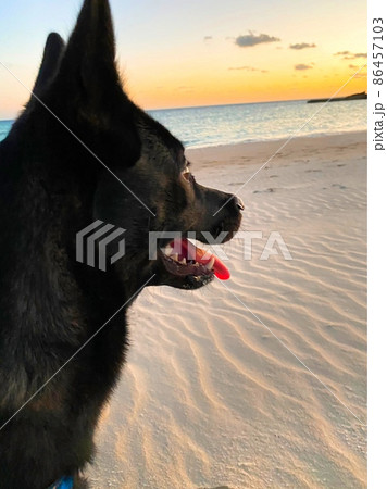 海と犬 海と犬 86457103