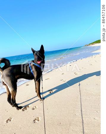 海と犬 海と犬 86457106