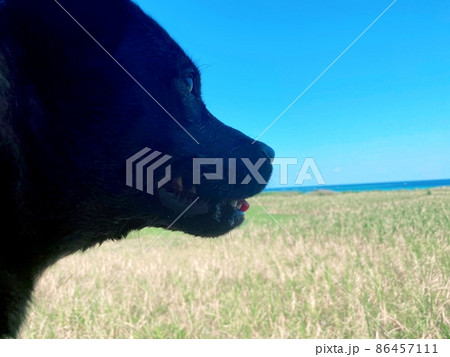 田舎風景と犬 田舎風景と犬 86457111