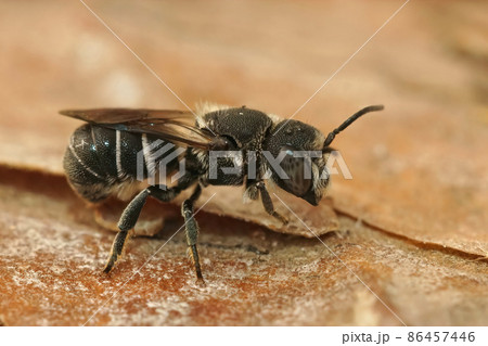 Closeup on a blue-eyed, female, Mediterranean crenulated small resin bee, Heriades crenulatus, sitting on wood Closeup on a blue-eyed, female, Mediterranean crenulated small resin bee, Heriades crenulatus, sitting on wood 86457446