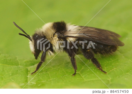 This species resembles the grey mining bee , Andrena vaga, but has a distinguishing back hairy belt This species resembles the grey mining bee , Andrena vaga, but has a distinguishing back hairy belt 86457450