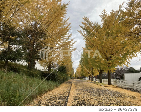 11月、冬の黄色一色のイチョウ並木と落ち葉です。 86457578