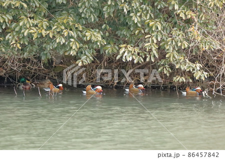 オシドリの行進 86457842