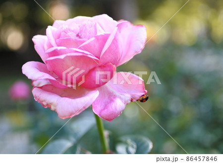 バラ　てんとう虫　コピースペース 86457846