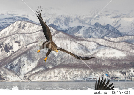 知床半島の流氷とオジロワシ（北海道羅臼沖） 86457881