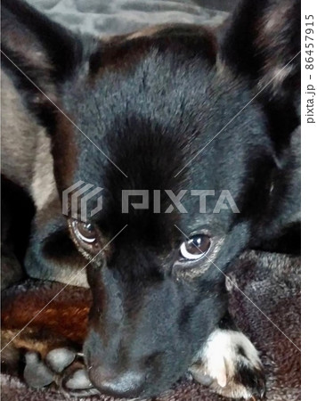 琉球犬 86457915