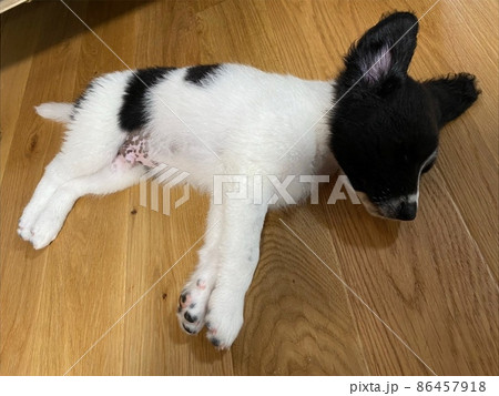 子犬の昼寝 86457918
