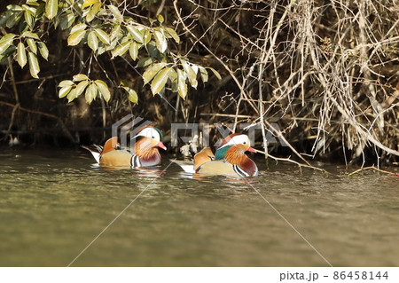 2羽のオシドリ 86458144