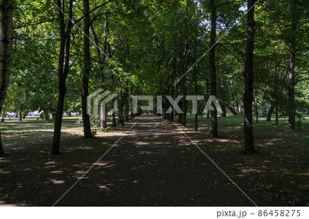 Shady alley in Petrovsky park in Kronstadt, St. Petersburg Shady alley in Petrovsky park in Kronstadt, St. Petersburg 86458275