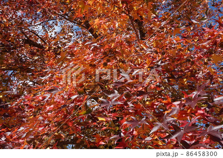 紅葉 紅葉 86458300