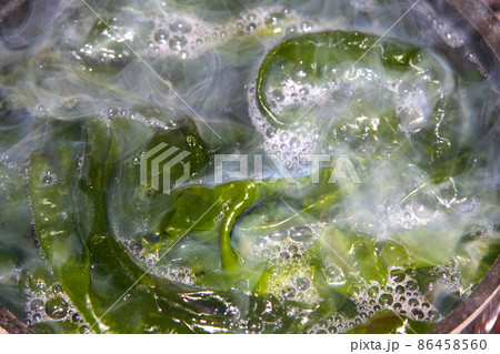 朝採れ新鮮生わかめを湯通しすることで、茶色から鮮やかな緑色に変色した瞬間の画像。 86458560