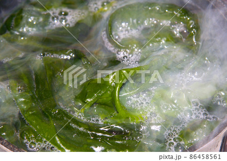 朝採れ新鮮生わかめを湯通しすることで、茶色から鮮やかな緑色に変色した瞬間の画像。 朝採れ新鮮生わかめを湯通しすることで、茶色から鮮やかな緑色に変色した瞬間の画像。 86458561
