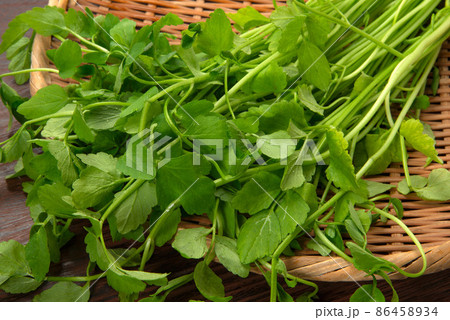 水耕栽培された芹 86458934