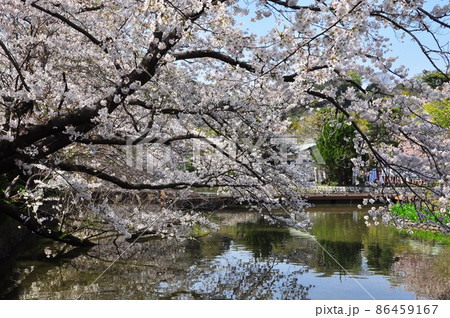 鎌倉市 鶴岡八幡宮源氏池と満開桜 鎌倉市 鶴岡八幡宮源氏池と満開桜 86459167