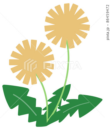 春 たんぽぽ タンポポ 手描き 花 イラスト 挿絵 野花 植物 自然 葉っぱ 葉 ボタニカル 雑草のイラスト素材