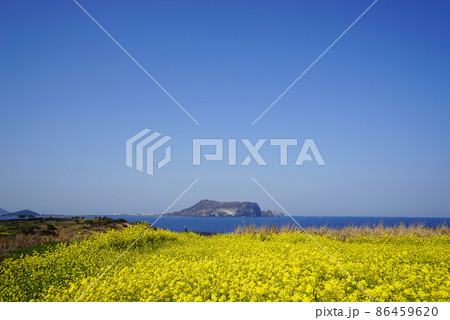 春 快晴 花 86459620