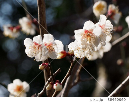 日ざしを浴びた一重の白い梅の花（つぼみと花をつけた白梅の枝） 86460060
