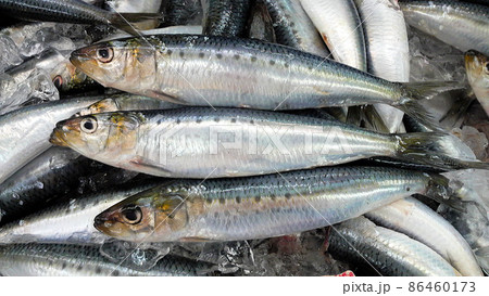 鮮魚店に並ぶ新鮮で丸々と太ったマイワシたち 86460173