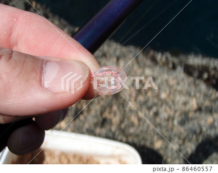 オキアミを針に刺す方法のひとつ、食い渋ったときに頭を取って小さく丸く刺した見本画像。 オキアミを針に刺す方法のひとつ、食い渋ったときに頭を取って小さく丸く刺した見本画像。 86460557