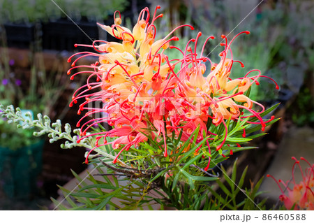 グレビレア・ココナッツアイスの花の形をご覧ください。とってもユニークな形をしています。 86460588