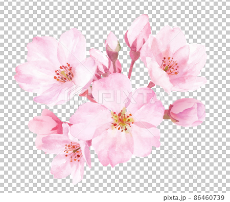 春の花：桜の花の水彩イラスト。クローズアップ。ベクター。 86460739