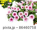 ペチュニア・ラズベリーアイスの花が一杯です。PNG画像です。 86460758