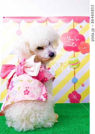 トイプードルのベイリーちゃん着物姿で可愛いくポーズの写真素材