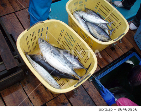 船上で水揚げされたカツオの選別作業風景。サイズに応じてバスケットに選別していく。 船上で水揚げされたカツオの選別作業風景。サイズに応じてバスケットに選別していく。 86460856