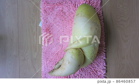 セクシー大根 セクシー大根 86460857