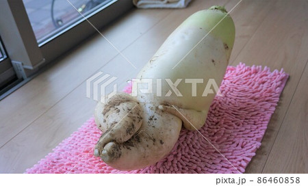 セクシー大根 86460858