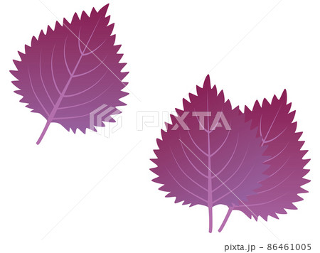 シンプルな赤紫蘇の葉のイラスト素材