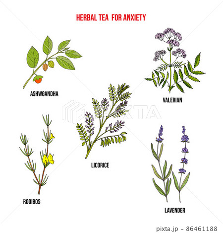 Herbal tea to anxiety, set of medicinal plants. Herbal tea to anxiety, set of medicinal plants. 86461188