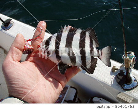 エサ取りとして釣まだまだかわいらしい白黒縞模様も鮮やかな幼魚シマダイ(石鯛)を手に載せて撮影 エサ取りとして釣まだまだかわいらしい白黒縞模様も鮮やかな幼魚シマダイ(石鯛)を手に載せて撮影 86461763