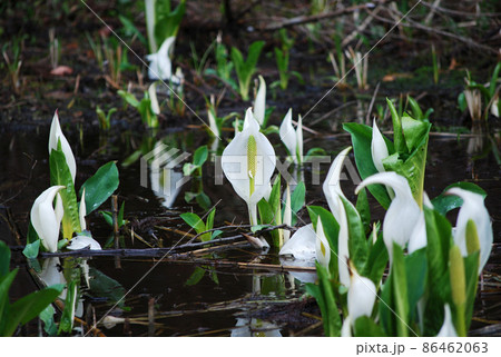 可憐に咲く水芭蕉 可憐に咲く水芭蕉 86462063