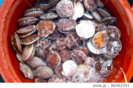 日本料理 シーフード 魚介類 86462091