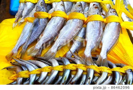 新鮮 漁 釣り 86462096