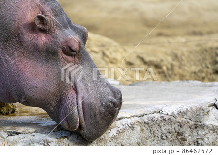 動物園の風景　カバ　宮城県仙台市 86462672