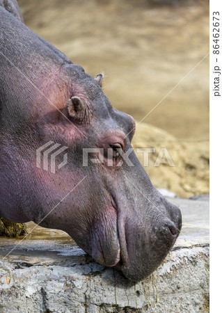 動物園の風景 カバ 宮城県仙台市 動物園の風景 カバ 宮城県仙台市 86462673
