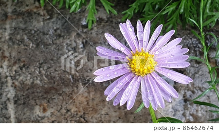 春 花 屋外 86462674