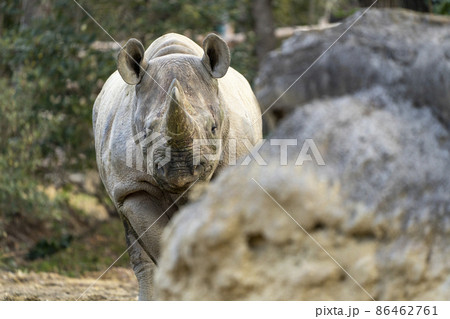 動物園の風景 クロサイ 宮城県仙台市 動物園の風景 クロサイ 宮城県仙台市 86462761