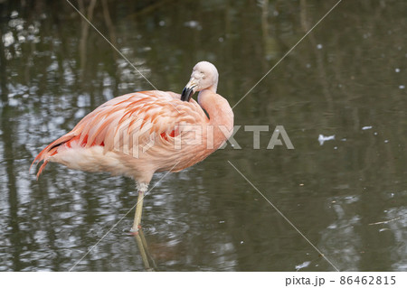 動物園の風景　フラミンゴ　宮城県仙台市 86462815