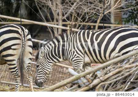 動物園の風景　シマウマ　宮城県仙台市 86463014