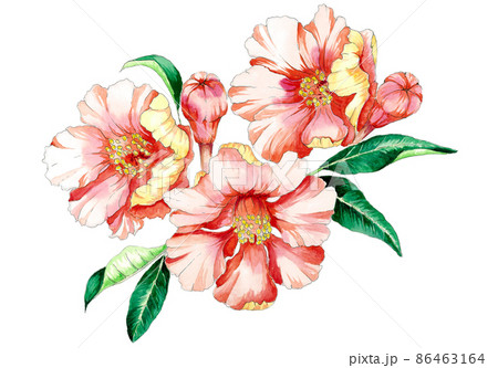 水彩画 野の花 サツ子