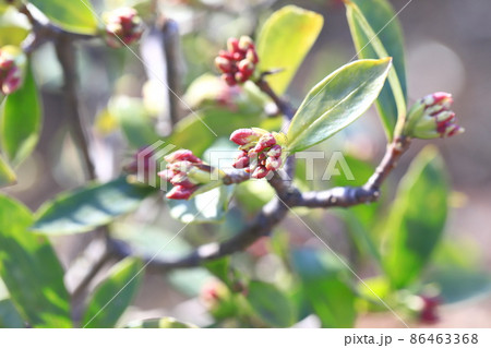 ジンチョウゲのつぼみ 86463368