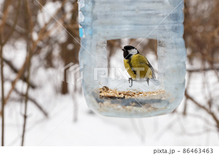 Great tit in feeder Great tit in feeder 86463463