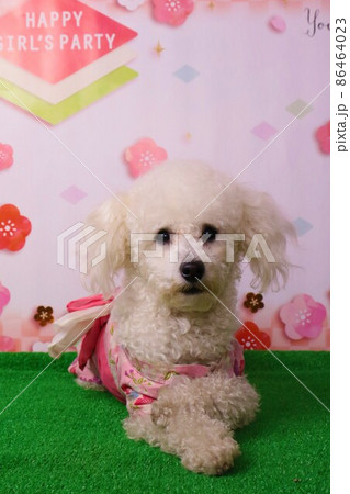 可愛いトイプードルのベイリーちゃん着物姿でモデルさん 可愛いトイプードルのベイリーちゃん着物姿でモデルさん 86464023