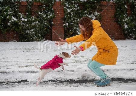 Caucasian woman playing with dog while walking in winter. Jack Russell Terrier is jumping into the arms of the owner. Caucasian woman playing with dog while walking in winter. Jack Russell Terrier is jumping into the arms of the owner. 86464577