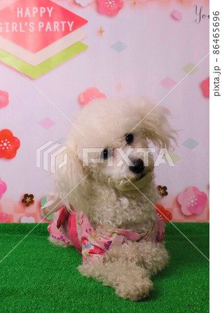 トイプードルのベイリーちゃん着物姿で可愛いポーズ トイプードルのベイリーちゃん着物姿で可愛いポーズ 86465696