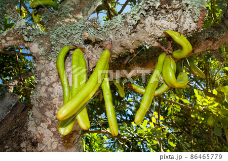 Parmentiera edulis - candle tree green exotic fruit. Parmentiera edulis - candle tree green exotic fruit. 86465779