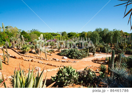 Cactus garden at island Majorca, Balearic Islands, Spain. Cactus garden at island Majorca, Balearic Islands, Spain. 86465786